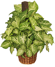 Green Nephthytis Plant