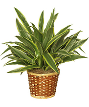 Striped Dracaena Plant