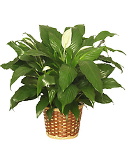 Spathiphyllum-Peace Lily Plant